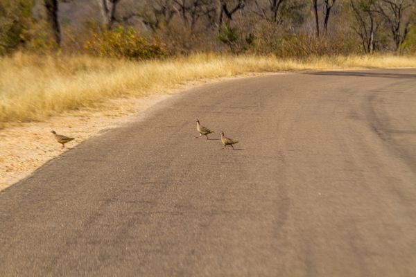 20120727   Sudafrica 0091